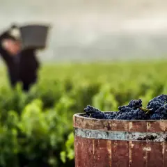 Barril de uvas tintas listo para la vendimia. Un trabajador en el viñedo ilustra cómo se hace el vino.