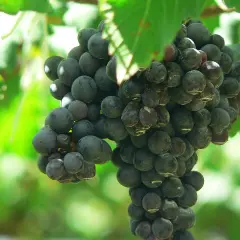 Racimo de uva syrah, con sus bayas oscuras y jugosas, evocando su origen en la vid.