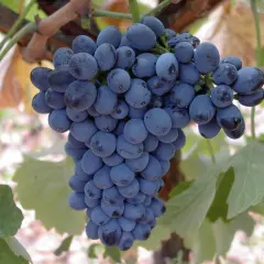 Racimo de uvas prieto picudo tinto, listas para convertirse en un delicioso vino.