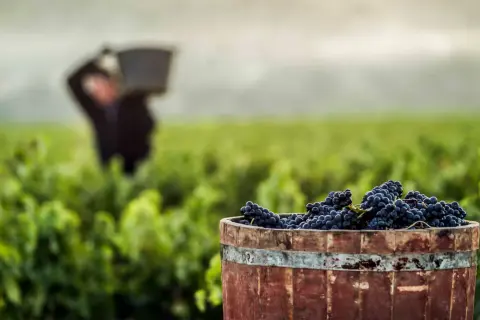 Barril de uvas tintas listo para la vendimia. Un trabajador en el viñedo ilustra cómo se hace el vino.