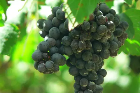 Racimo de uva syrah, con sus bayas oscuras y jugosas, evocando su origen en la vid.