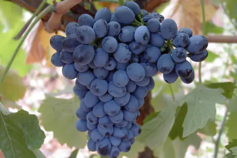 Racimo de uvas prieto picudo tinto, listas para convertirse en un delicioso vino.
