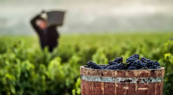 Barril de uvas tintas listo para la vendimia. Un trabajador en el viñedo ilustra cómo se hace el vino.