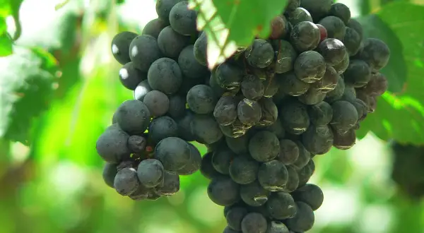 Racimo de uva syrah, con sus bayas oscuras y jugosas, evocando su origen en la vid.