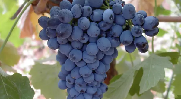 Racimo de uvas prieto picudo tinto, listas para convertirse en un delicioso vino.