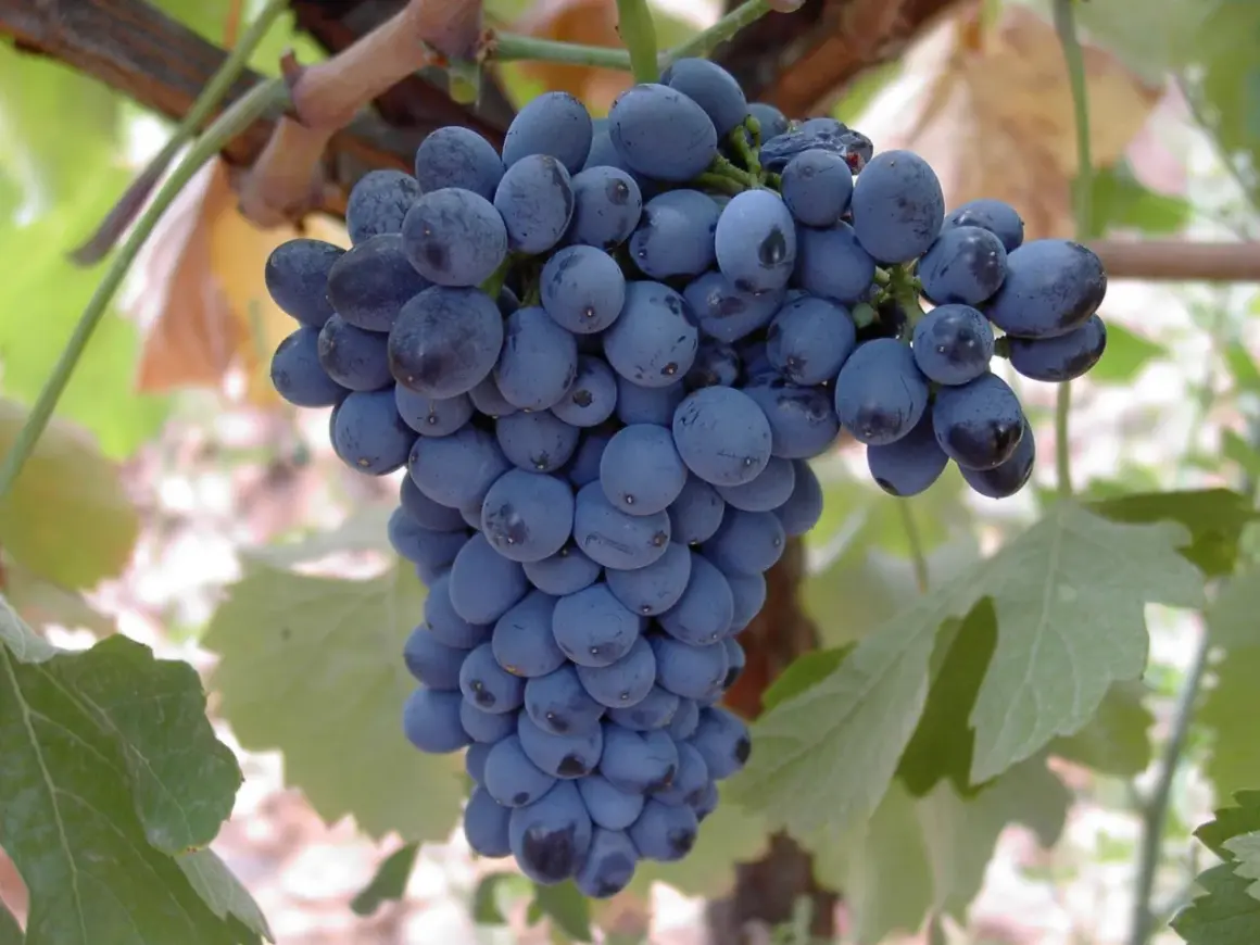 Racimo de uvas prieto picudo tinto, listas para convertirse en un delicioso vino.