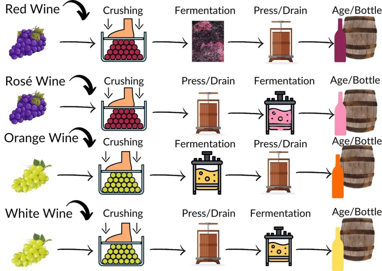 Proceso de como se hace el vino rosado: uvas púrpuras se aplastan, fermentan y prensan para obtener vino rosado.