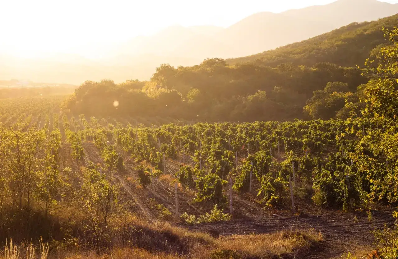 Viñedo al atardecer. Imagina el origen del vino verdejo de donde es, con el sol dorando las vides y las colinas de fondo.