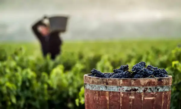 Barril de uvas tintas listo para la vendimia. Un trabajador en el viñedo ilustra cómo se hace el vino.