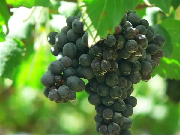 Racimo de uva syrah, con sus bayas oscuras y jugosas, evocando su origen en la vid.